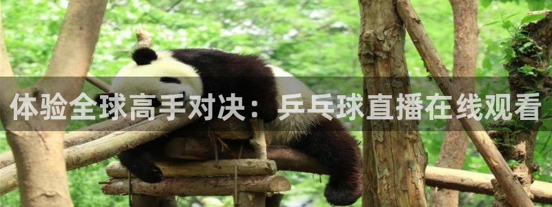 178体育篮球直播在线观看：体验全球高手对决：乒乓球直播在线观看